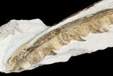Fossil Mosasaur (Tethysaurus) Jaw Section - Asfla, Morocco #180852-4